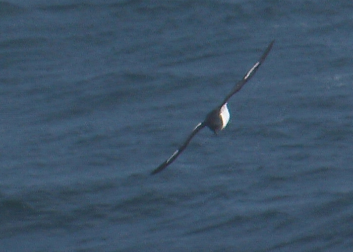 Pintado Petrel